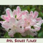 april_shower_flower